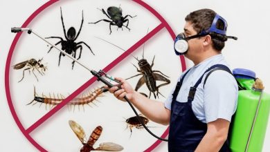 افضل شركة مكافحة حشرات في الرياض